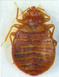 7BB female 7BB female
